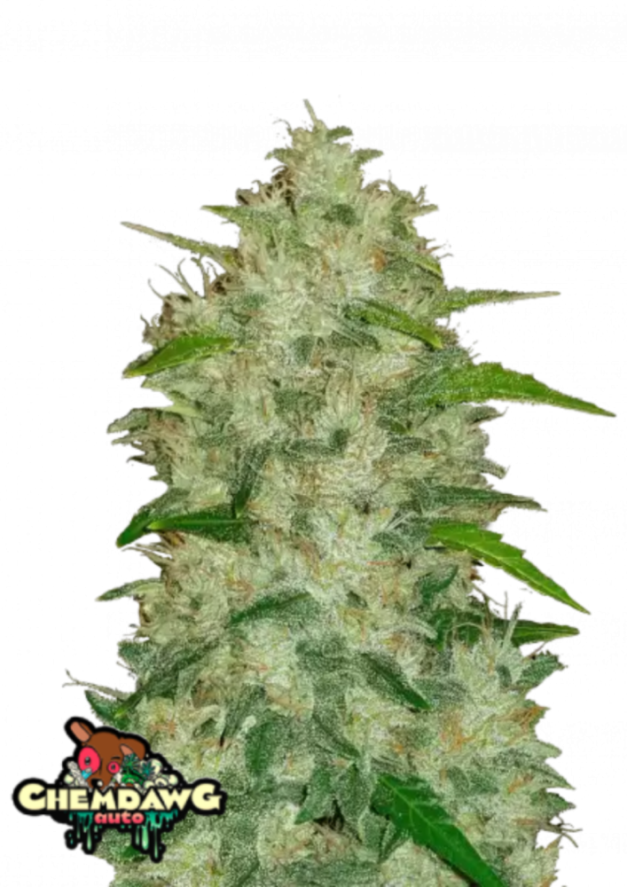 Fast Buds Cannabis Seeds Chemdawg Auto