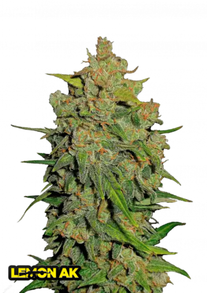 Fast Buds Cannabis Seeds Lemon AK Auto