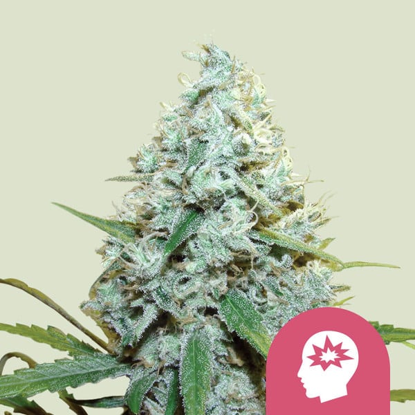 Royal Queen Seeds AMG