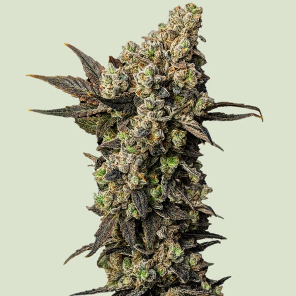 Royal Queen Seeds Astro Lemonade F1