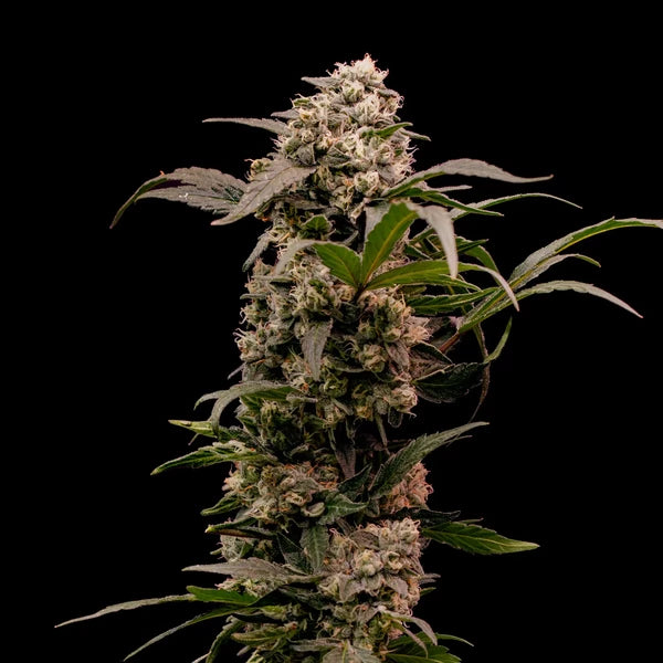 Royal Queen Seeds Astro Lemonade F1