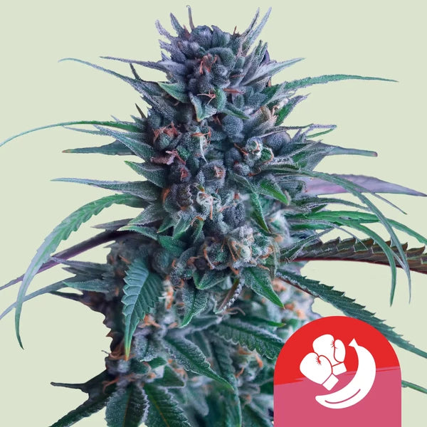 Royal Queen Seeds Banana Brawler