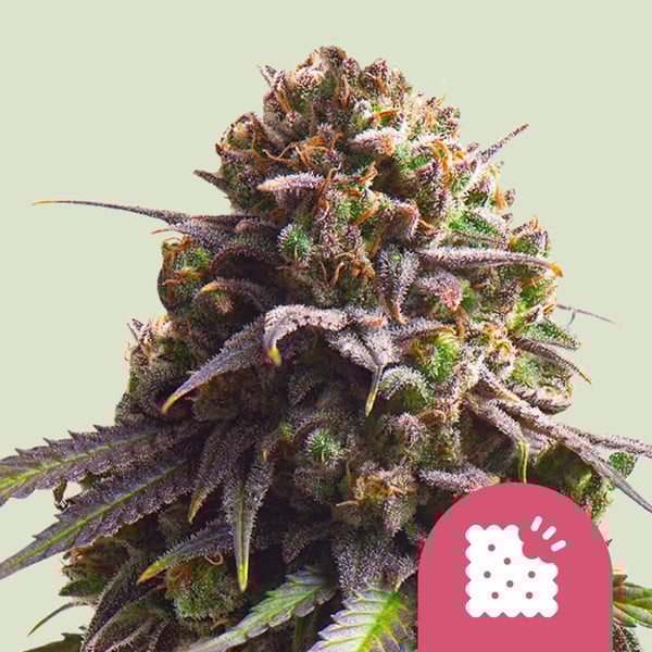 Royal Queen Seeds Biscotti