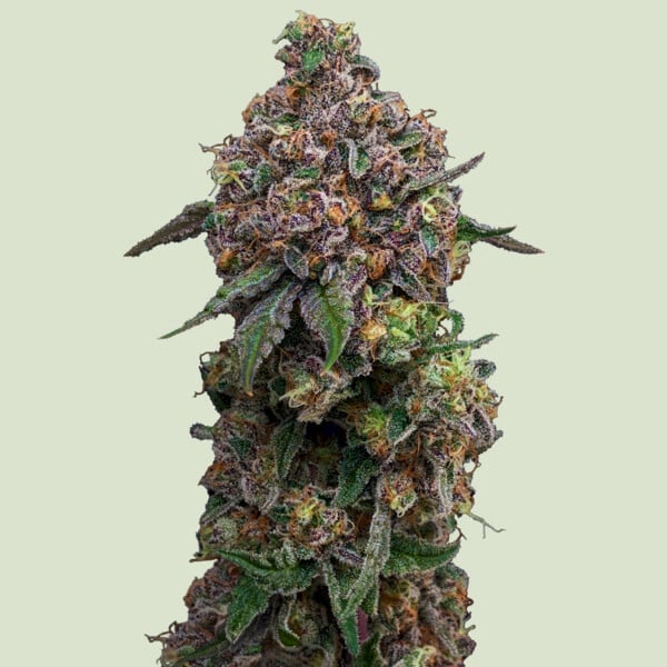 Royal Queen Seeds Cosmic Cheddar F1