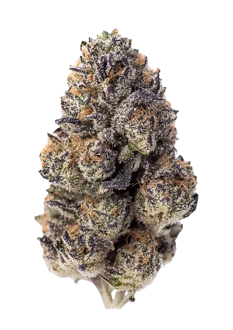 Fast Buds Hanfsamen Papaya Sherbet Feminisier