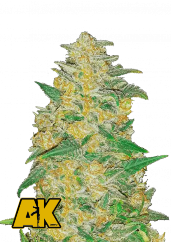 Fast Buds Cannabis Seeds AK Auto