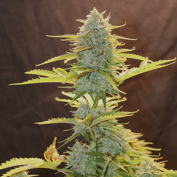 Royal Queen Seeds Fat Banana Auto