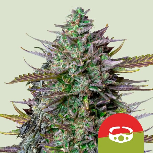 Royal Queen Seeds Goat´lato Auto