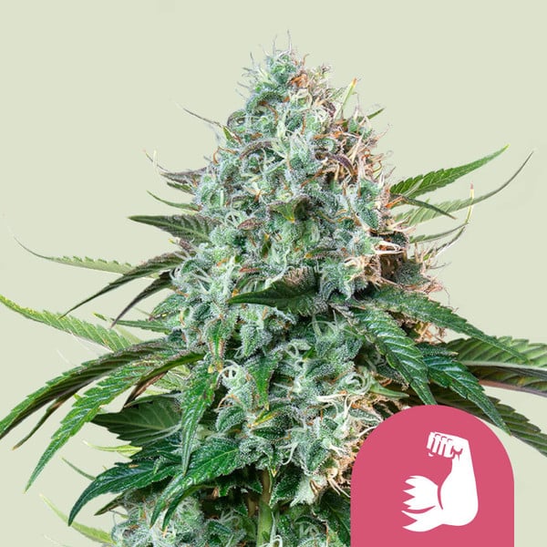 Royal Queen Seeds Hulkberry