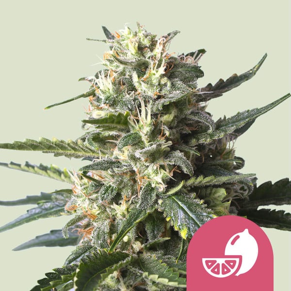 Royal Queen Seeds Lemon Shining Silver Haze