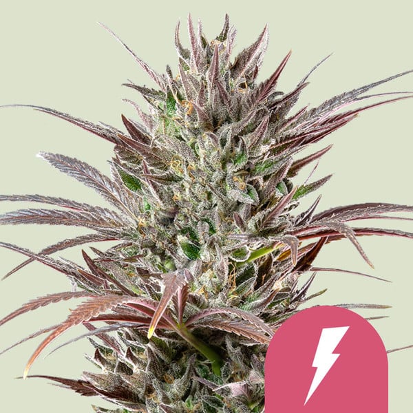 Royal Queen Seeds North Thunderfuck