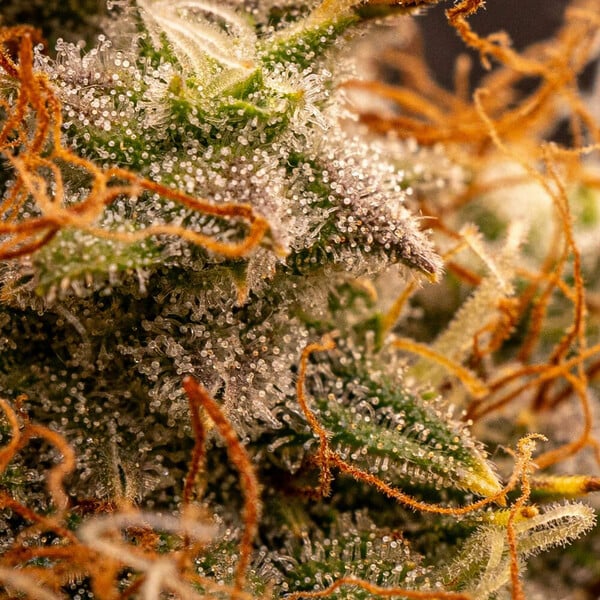 Royal Queen Seeds Northern Light Auto