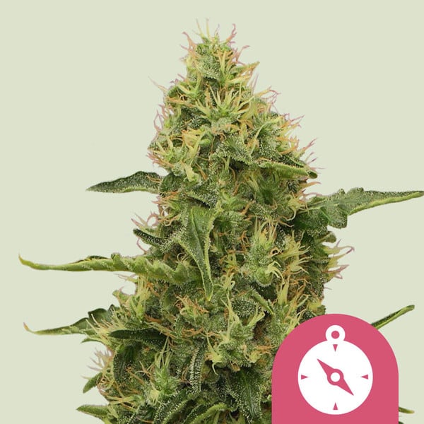 Royal Queen Seeds Nothern Light