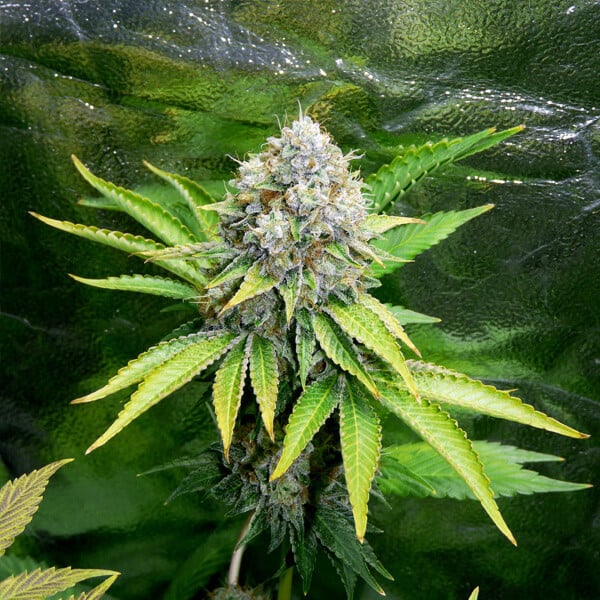 Royal Queen Seeds OG Kush