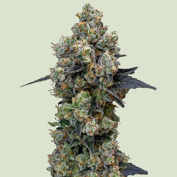 Royal Queen Seeds Orbital Banana F1