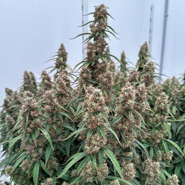 Royal Queen Seeds Orion F1 Auto