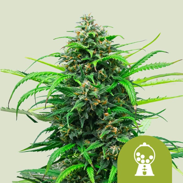 Royal Queen Seeds Pink Runtz Automatic