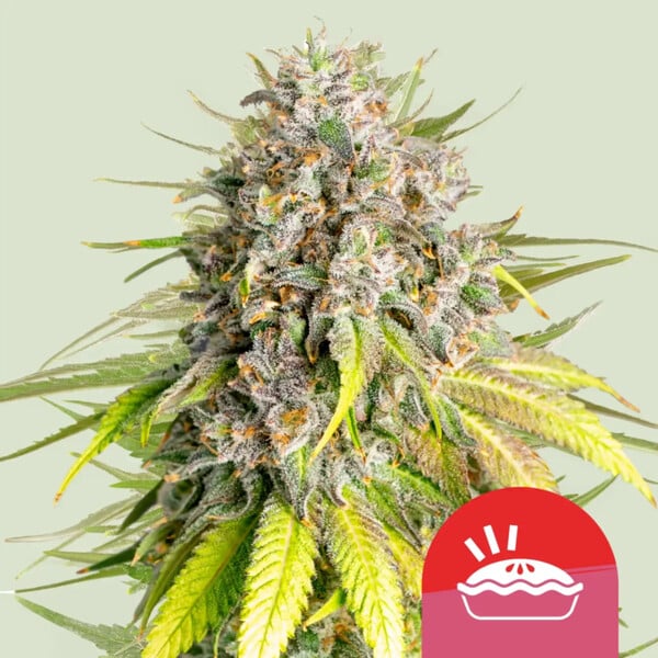 Royal Queen Seeds Punch Pie