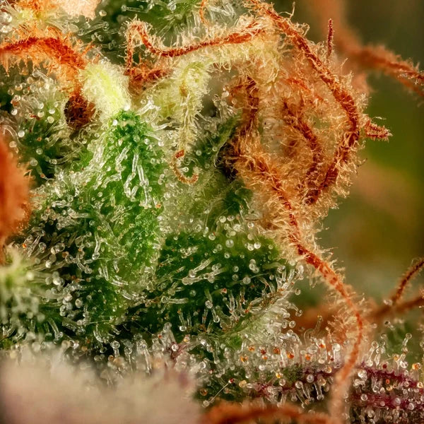 Royal Queen Seeds Purple Punch