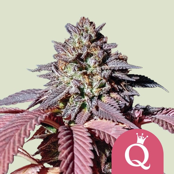 Royal Queen Seeds Purple Queen