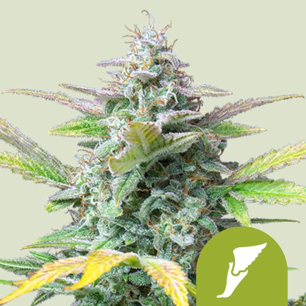 Royal Queen Seeds Quick One