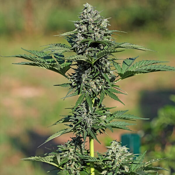 Royal Queen Seeds Royal Gorilla Auto