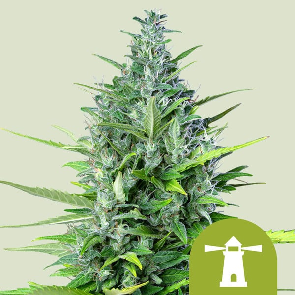 Queen Seeds Royal Haze Automatic