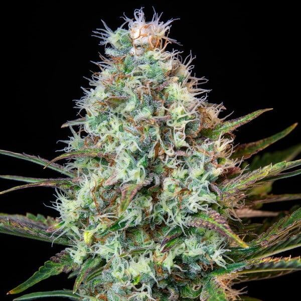Royal Queen Seeds Royal Runtz