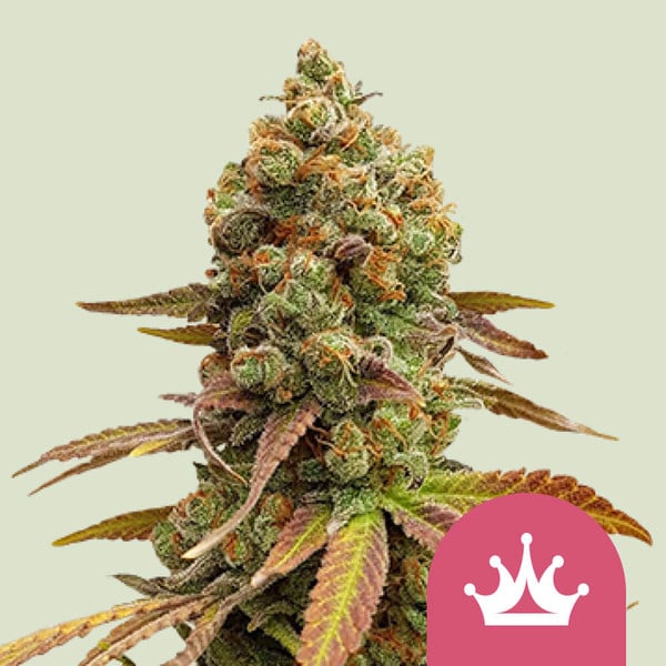 Royal Queeds Seeds Special Queen 1